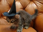 Witchy Kitty ~ For Carmen