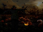 pumpkin field