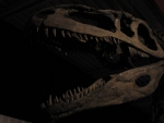 Dinoskull