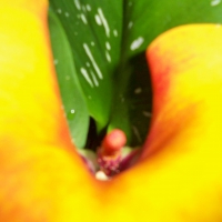 Cala Lilly Close Up