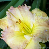 "Matt" Daylily