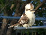 kookaburra