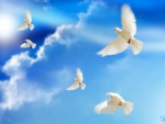 ~*~ Doves Peace ~*~