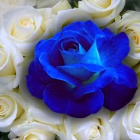 Blue & White Roses