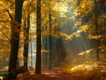 Autumn forest