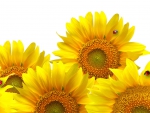 Sunflowers and Ladybugs IV