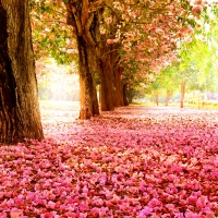 SAKURA CARPET