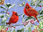 Cardinal winter