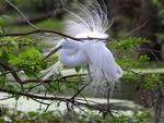 Egret