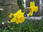 Daffodils in cemetary