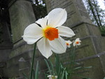 Cemetery Daffodil
