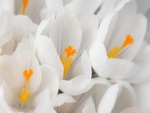 White Crocus