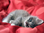 Cute Kitten Full HD