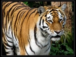 beautiful tiger