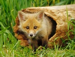 baby fox