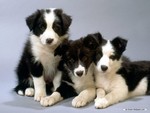  cute puppies