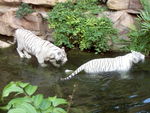 2 white tigers 