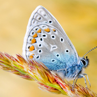 Butterfly on Grain 