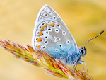 Butterfly on Grain 