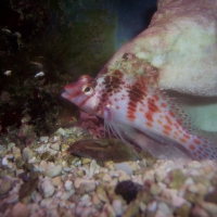 One good looking saltwater fish..