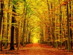 Path in autumn forest