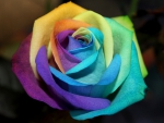 Rainbow Rose!