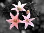 Lilies in Black and White Photo!