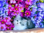 Kitten in the blooms