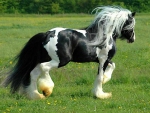 Gypsy Vanner