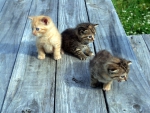 Three Kittens of a Differnt Kind