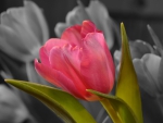 Pink Tulip!