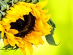Beautiful Bright Sunflower!