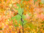 Sparrow Among Fall Leaves