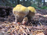 Fungus