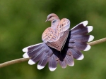 Beautiful dove