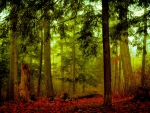 FOREST FOG
