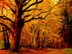 AUTUMN FOREST