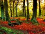 Bench in autumn forest