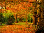 Beautiful Autumn
