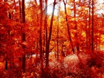 Fall Forest!
