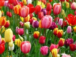 Colourful Tulips!