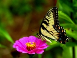 The Swallowtail