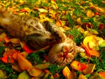 Autumn cat