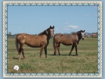 Country living horses