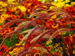 Fall Flowers & Ornamental Grass