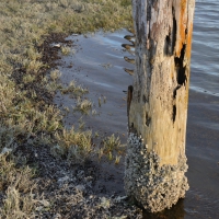 If Timber could Talk