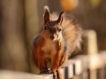 *** Red squirrel ***