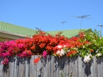 Bougainvillea