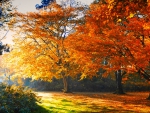 Beautiful Autumn