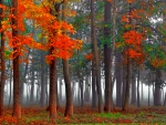 Beautiful Forest